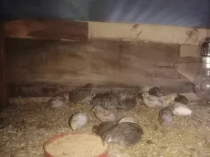 New Adult King Quail