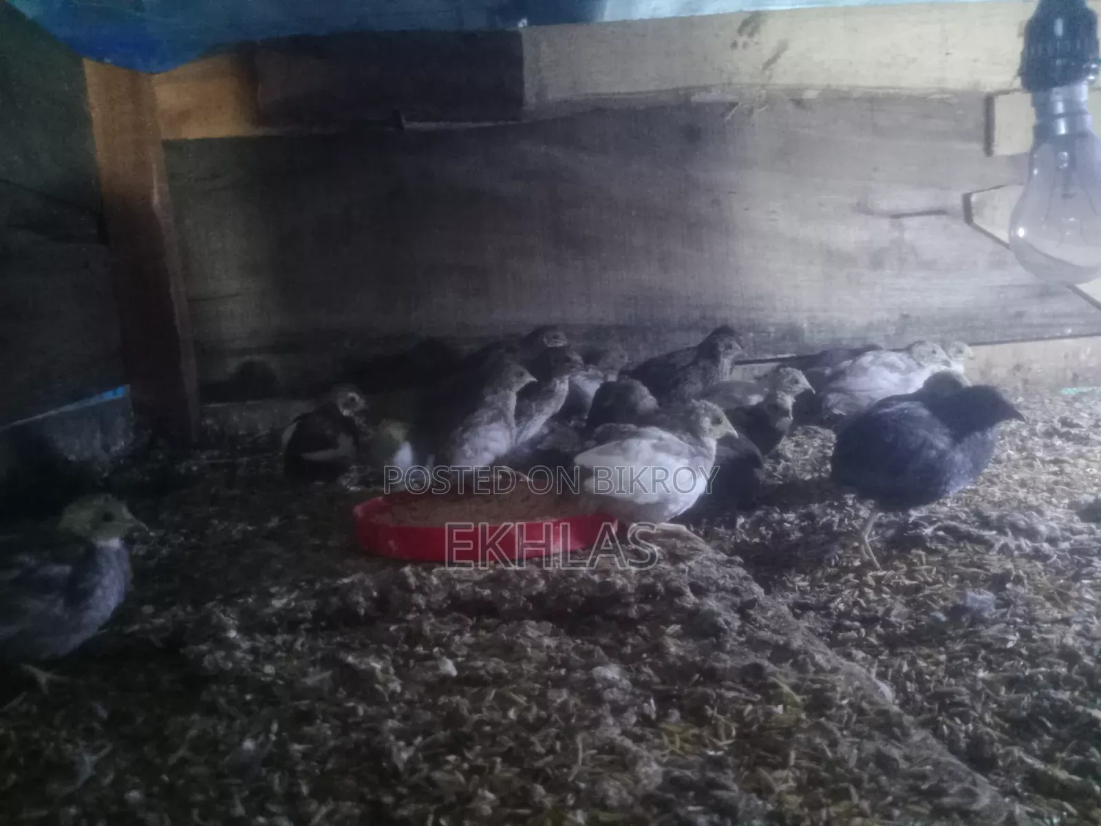 New Adult King Quail