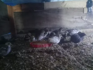 New Adult King Quail