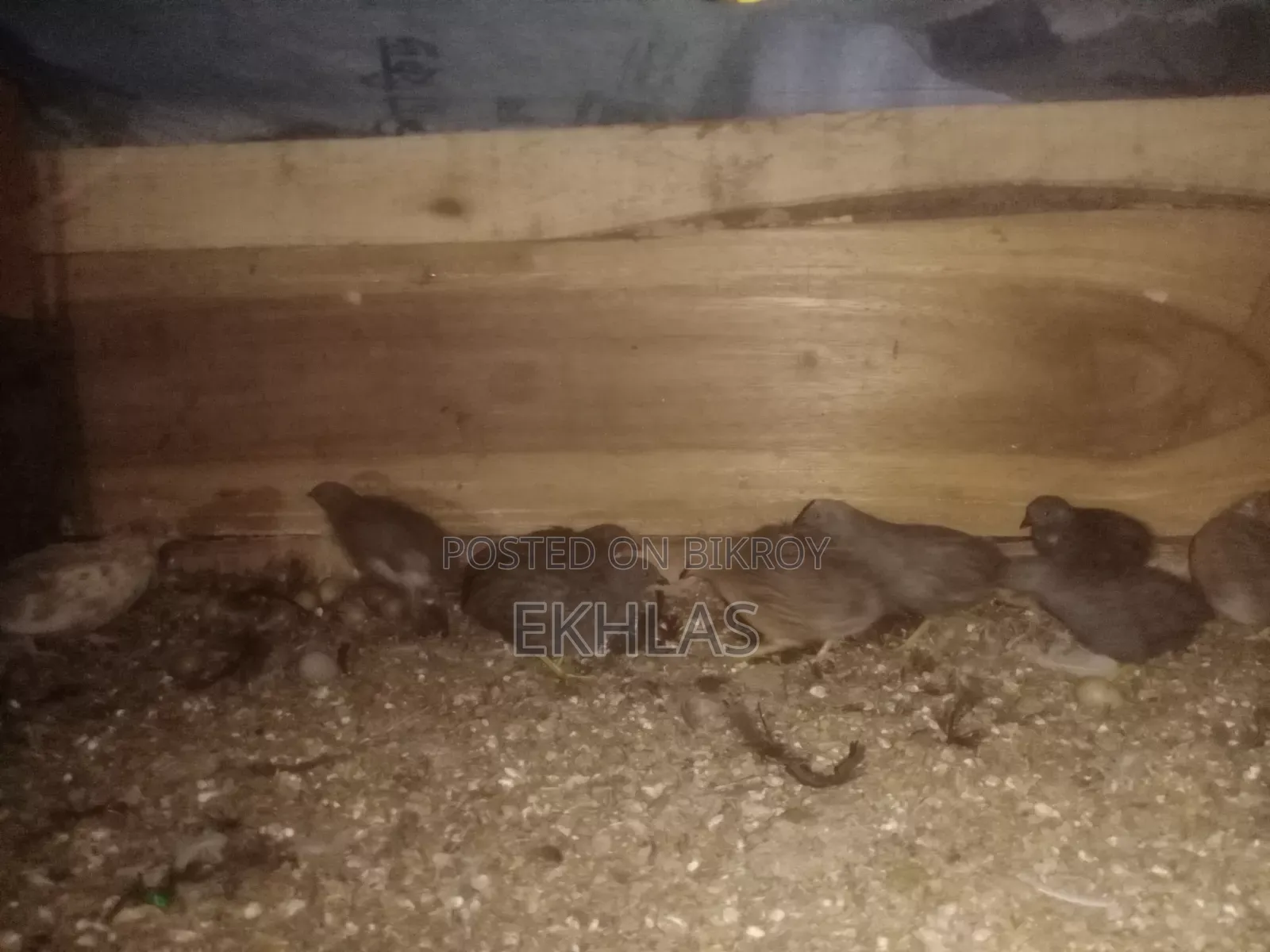 Running King Quail for Sale