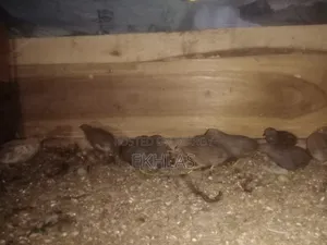 Running King Quail for Sale
