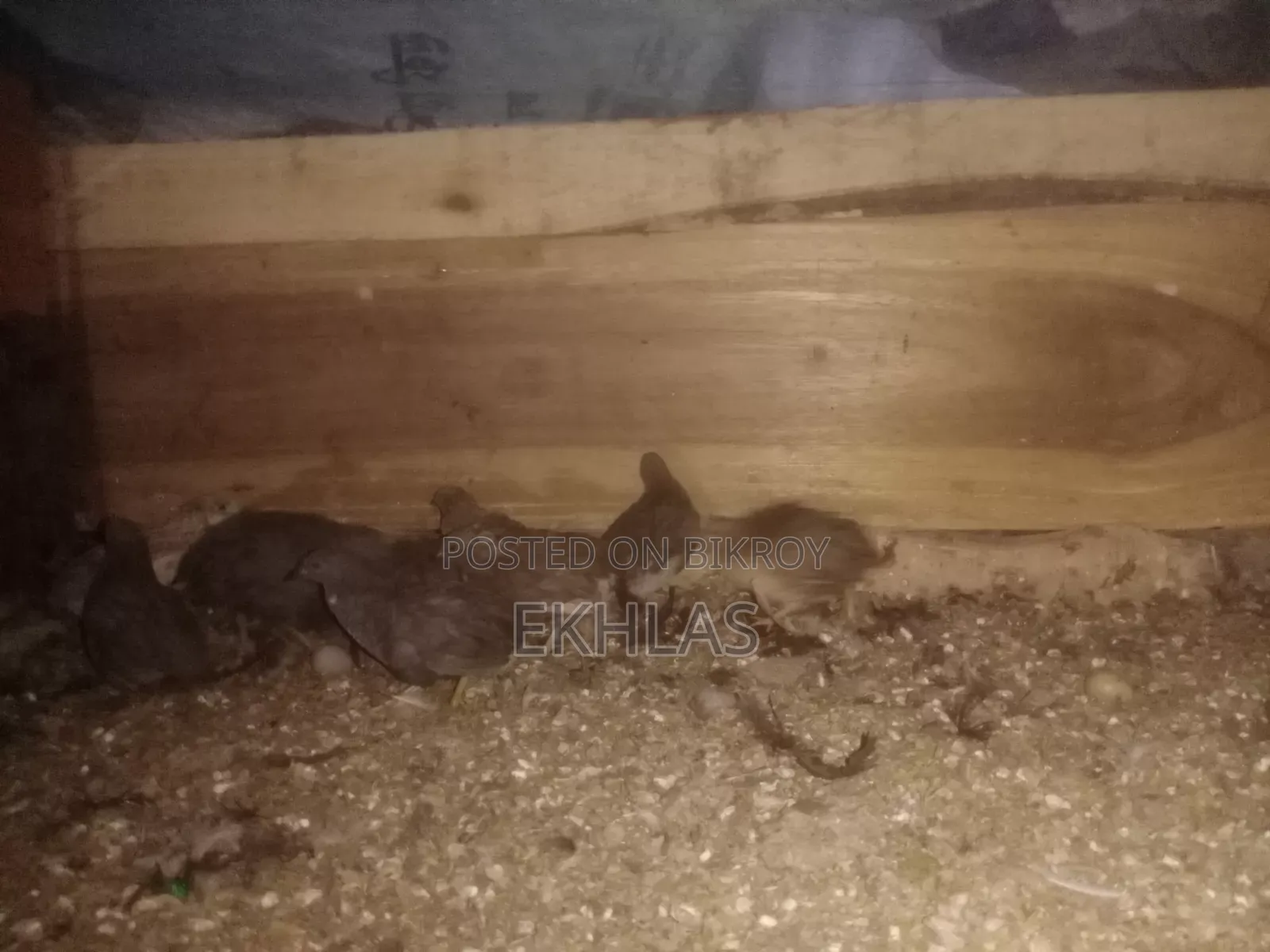 Running King Quail for Sale