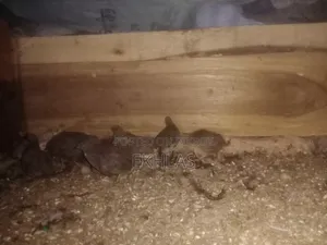 Running King Quail for Sale