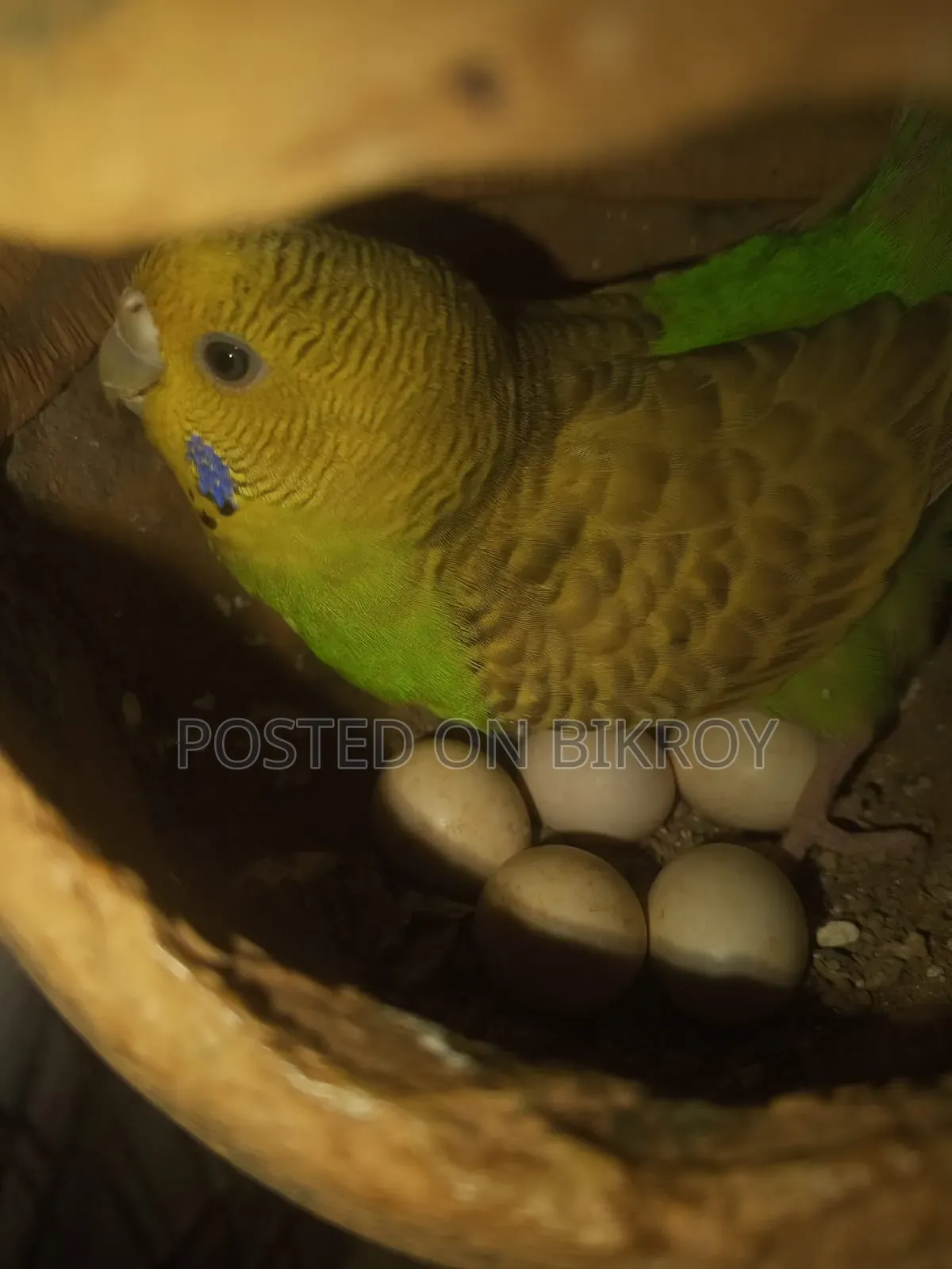 বাজেরিকা পাখি