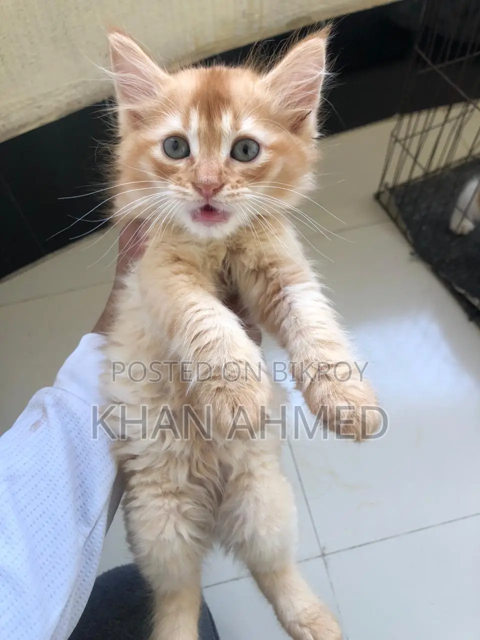 1-3 Months Female Purebred Persian
