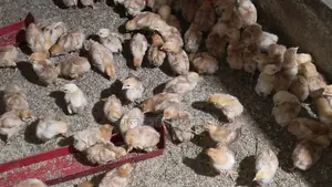 কালারবার্ড মুরগি বাচ্চা বিক্রি করা হবে
