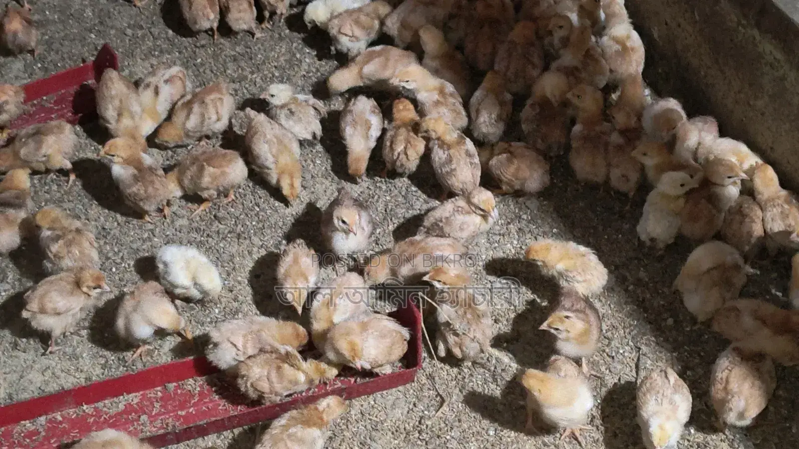 কালারবার্ড মুরগি বাচ্চা বিক্রি করা হবে