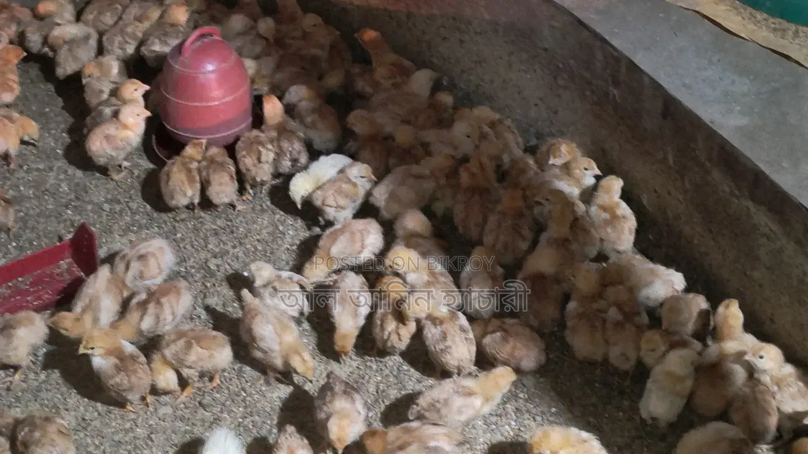 কালারবার্ড মুরগি বাচ্চা বিক্রি করা হবে