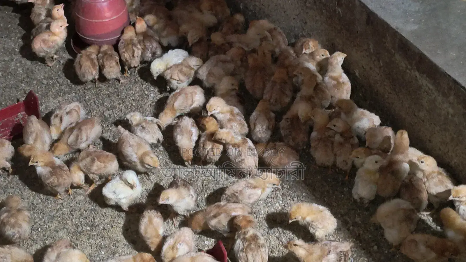 কালারবার্ড মুরগি বাচ্চা বিক্রি করা হবে