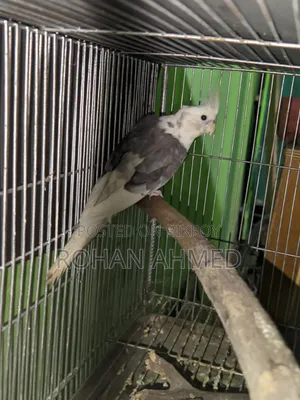 Cockatail( কোকাটেল)