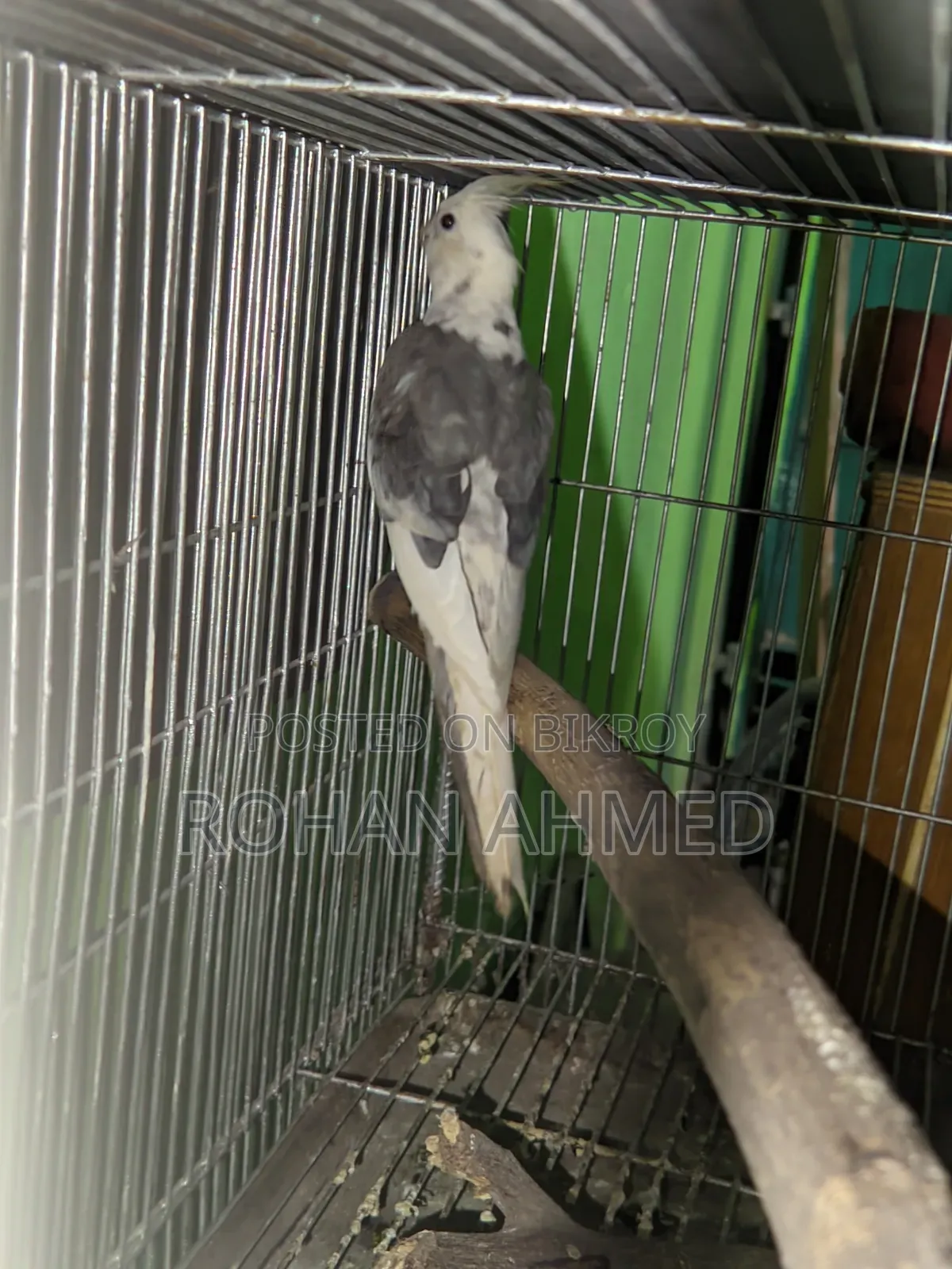 Cockatiel