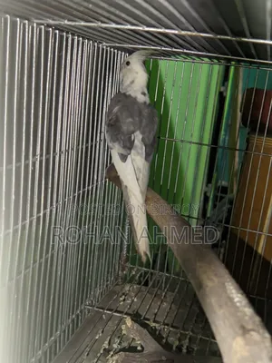 Cockatiel