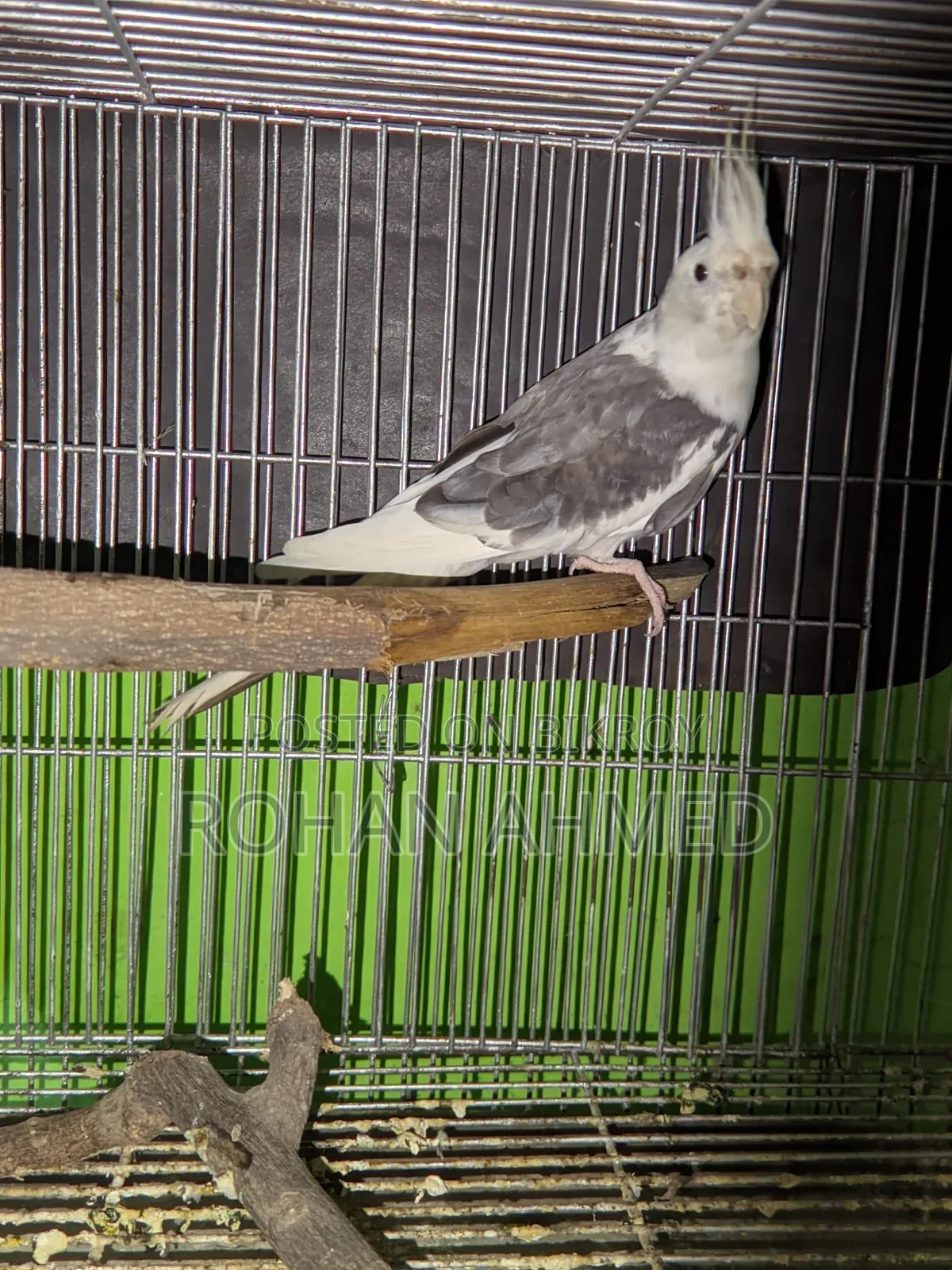 Cockatiel