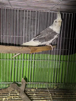 Cockatiel