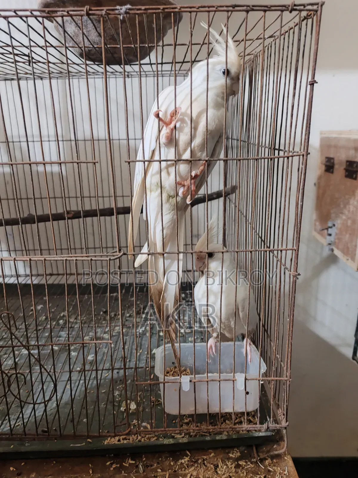 Cockatiel Albino Pair