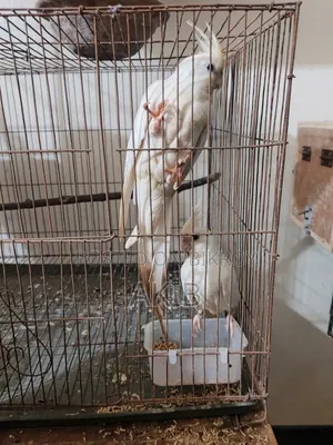 Cockatiel Albino Pair