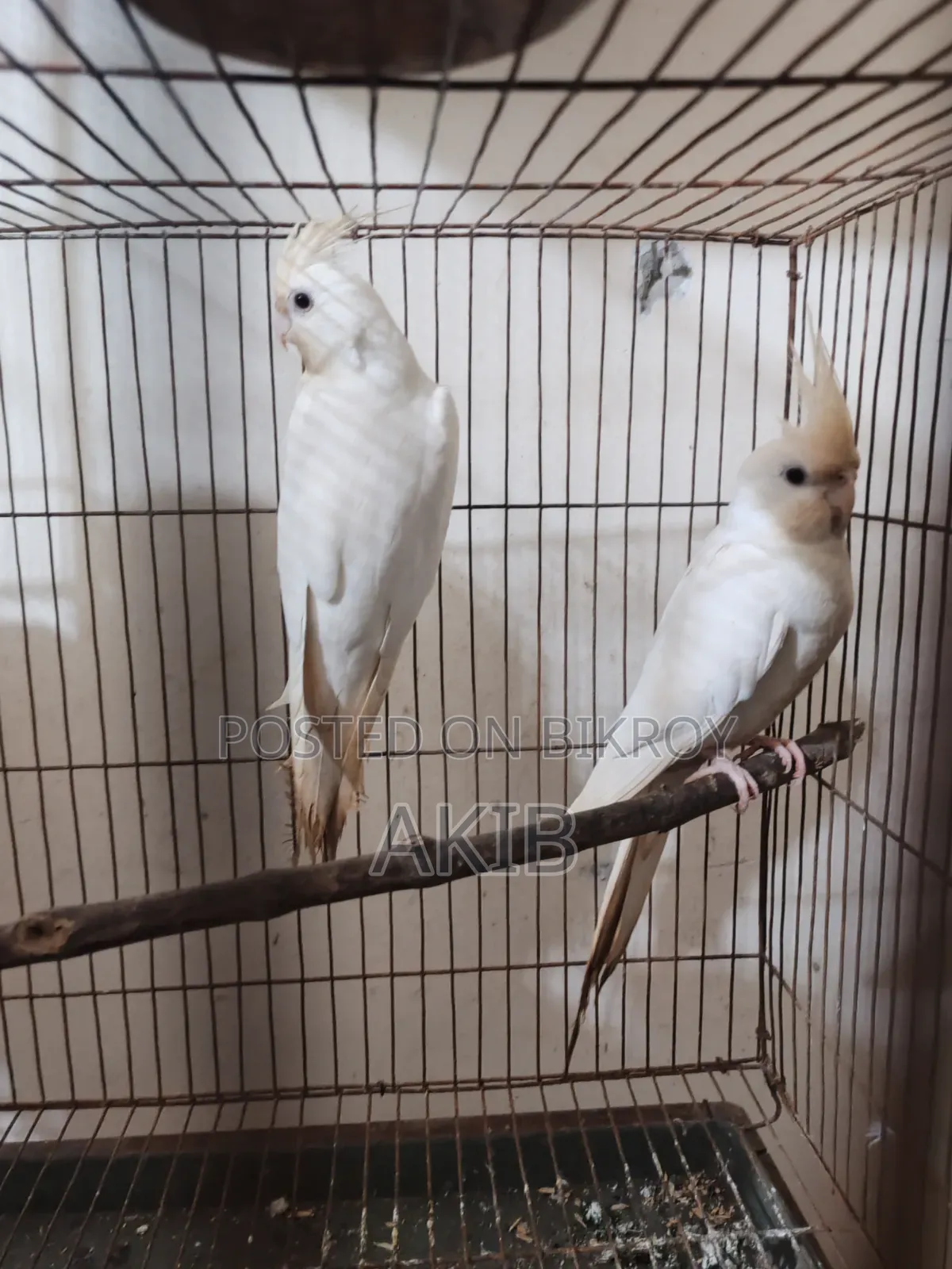 Cockatiel Albino Pair