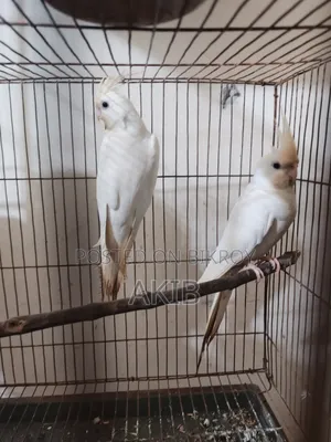 Cockatiel Albino Pair