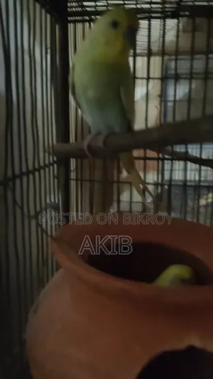 বাজরিগার মাষ্টার ব্রিডিং পেয়ার