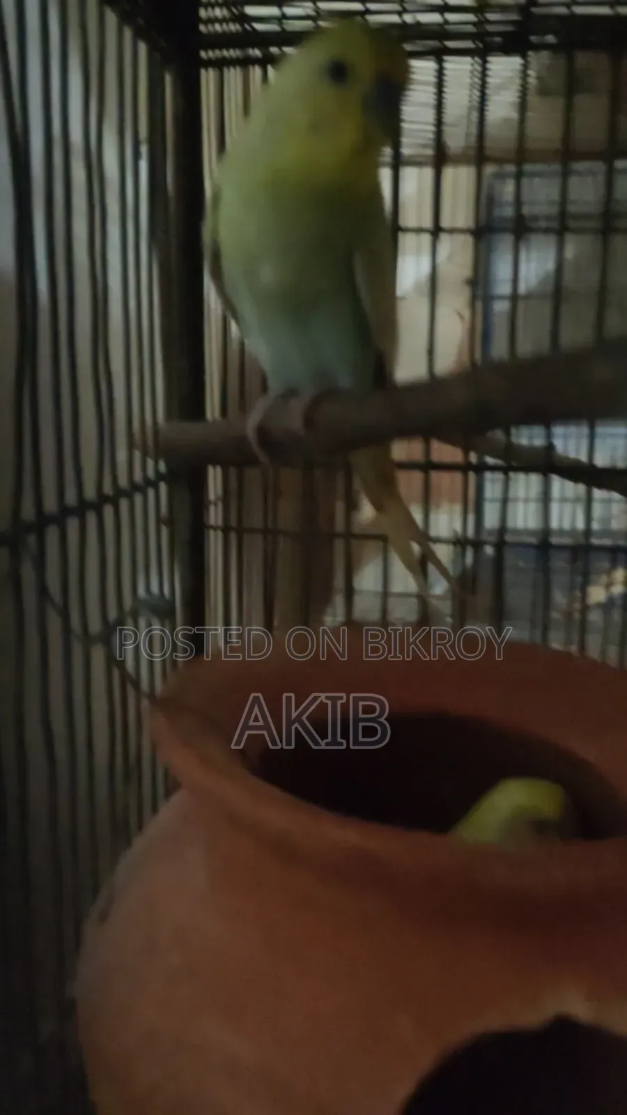 বাজরিগার মাষ্টার ব্রিডিং পেয়ার