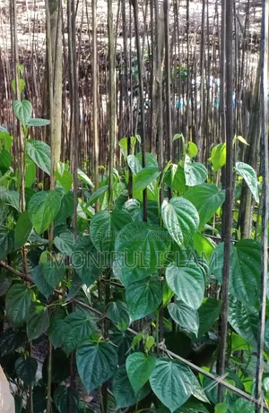 পান বিক্রি করা হবে