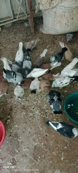 Pigeon for Sale