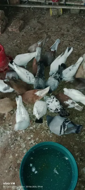 Pigeon for Sale