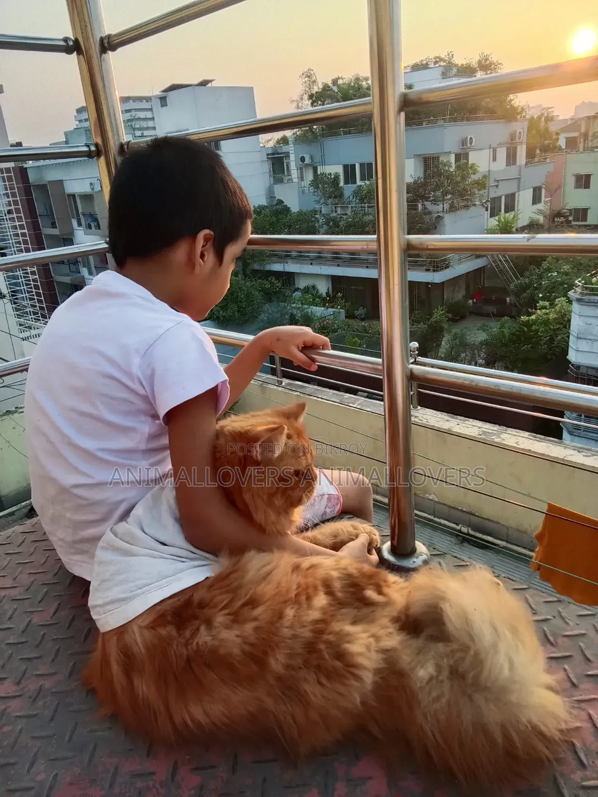 1+ Year Male Purebred Persian