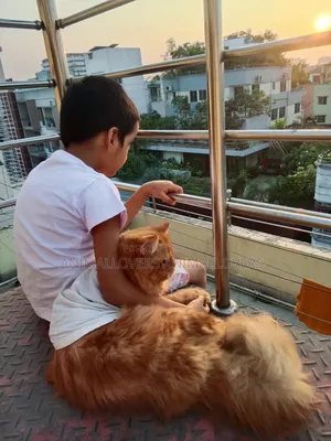 1+ Year Male Purebred Persian