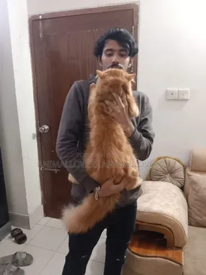 1+ Year Male Purebred Persian