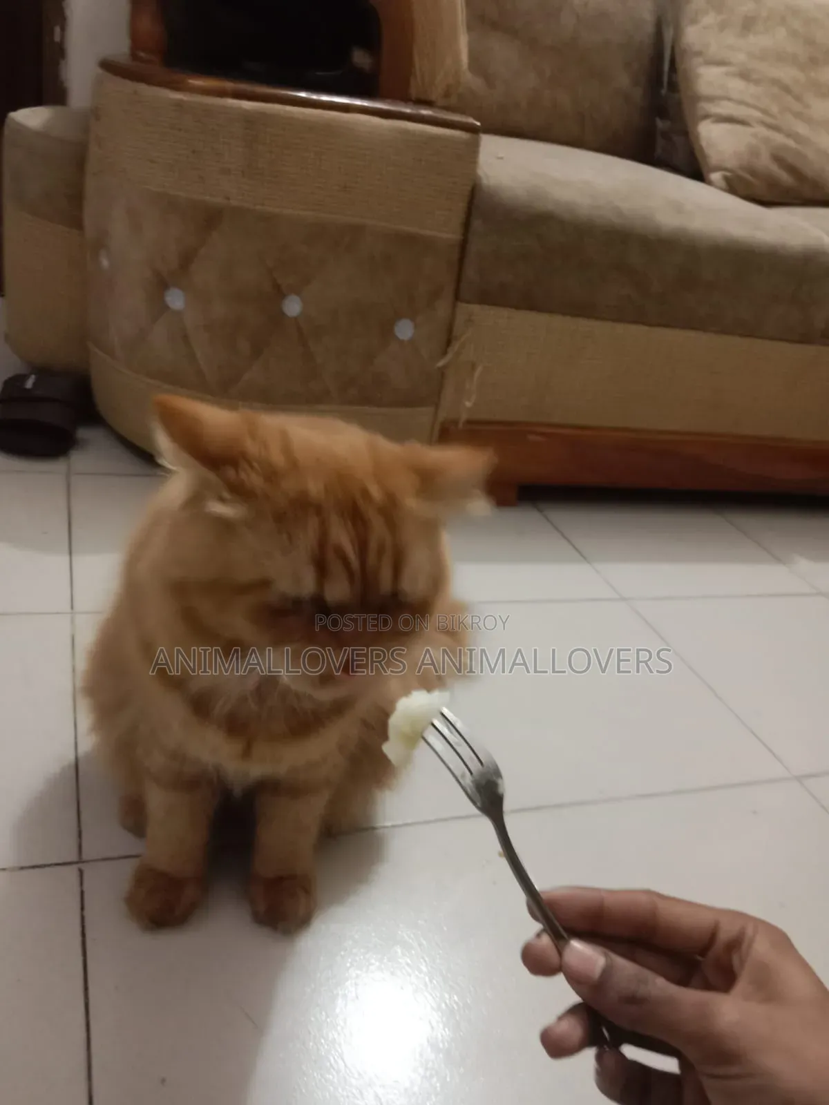 1+ Year Male Purebred Persian