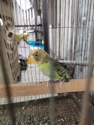 বাজিগার বিক্রি হবে