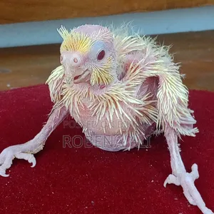লোটিনো ককাটেল হ্যান্ড ফিট বেবি সেল হবে