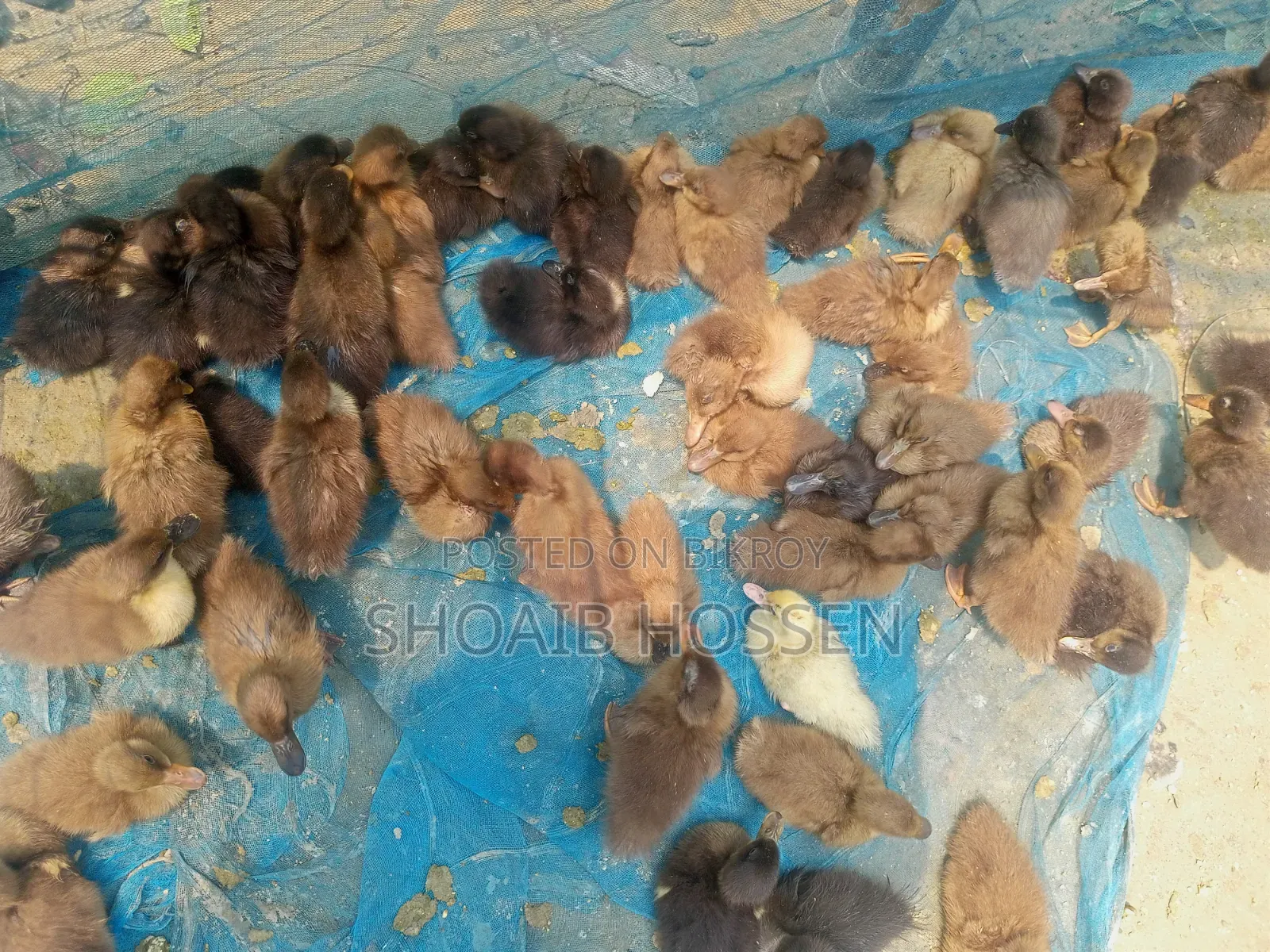 Get All Types of Ducks Here