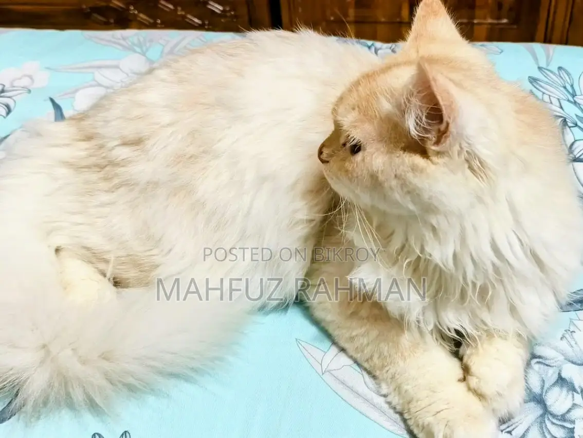 6-12 Months Male Mixed Breed Persian
