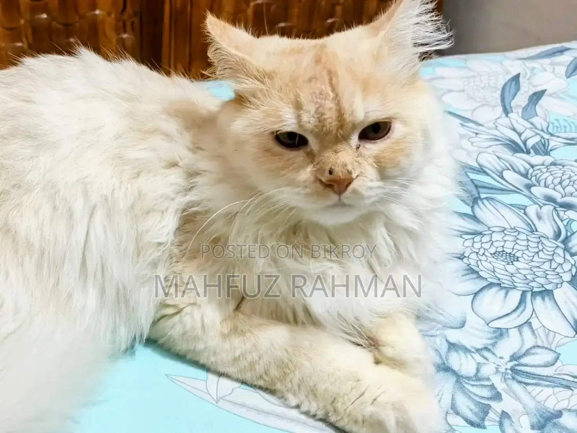 6-12 Months Male Mixed Breed Persian