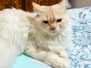 6-12 Months Male Mixed Breed Persian