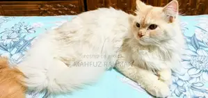 6-12 Months Male Mixed Breed Persian