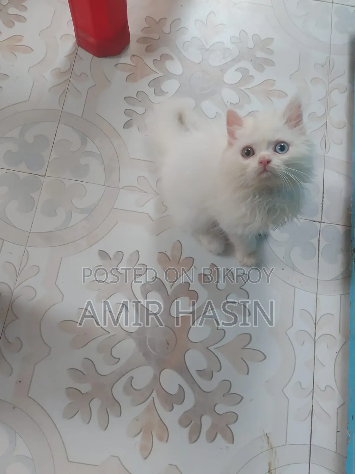 1-3 Months Male Purebred Persian