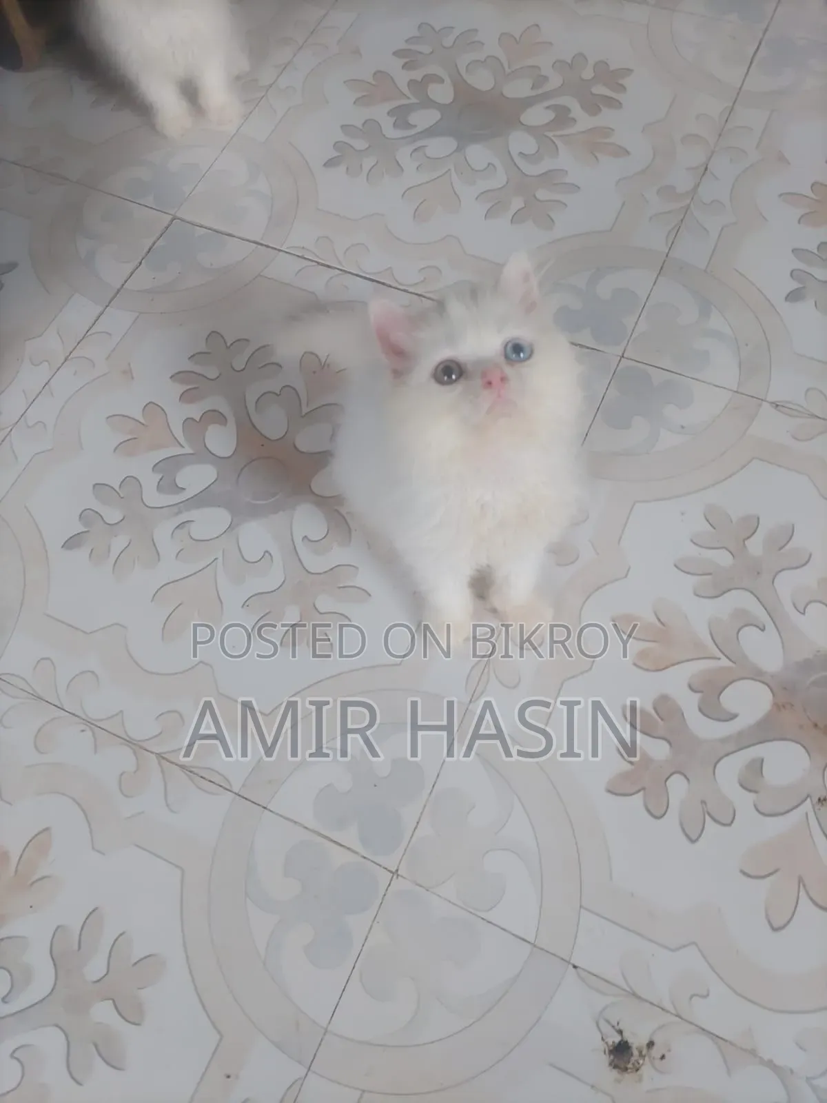 1-3 Months Male Purebred Persian