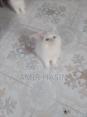 1-3 Months Male Purebred Persian