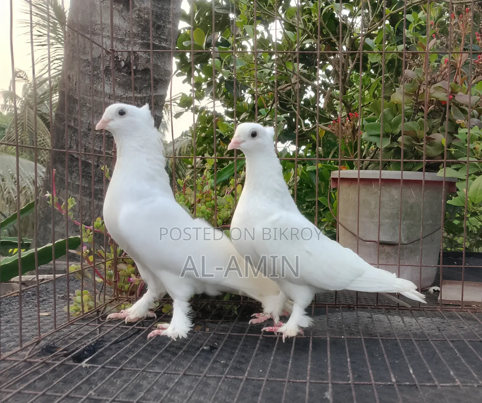 Kakji Pair