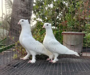 Kakji Pair
