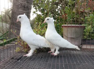 Kakji Pair