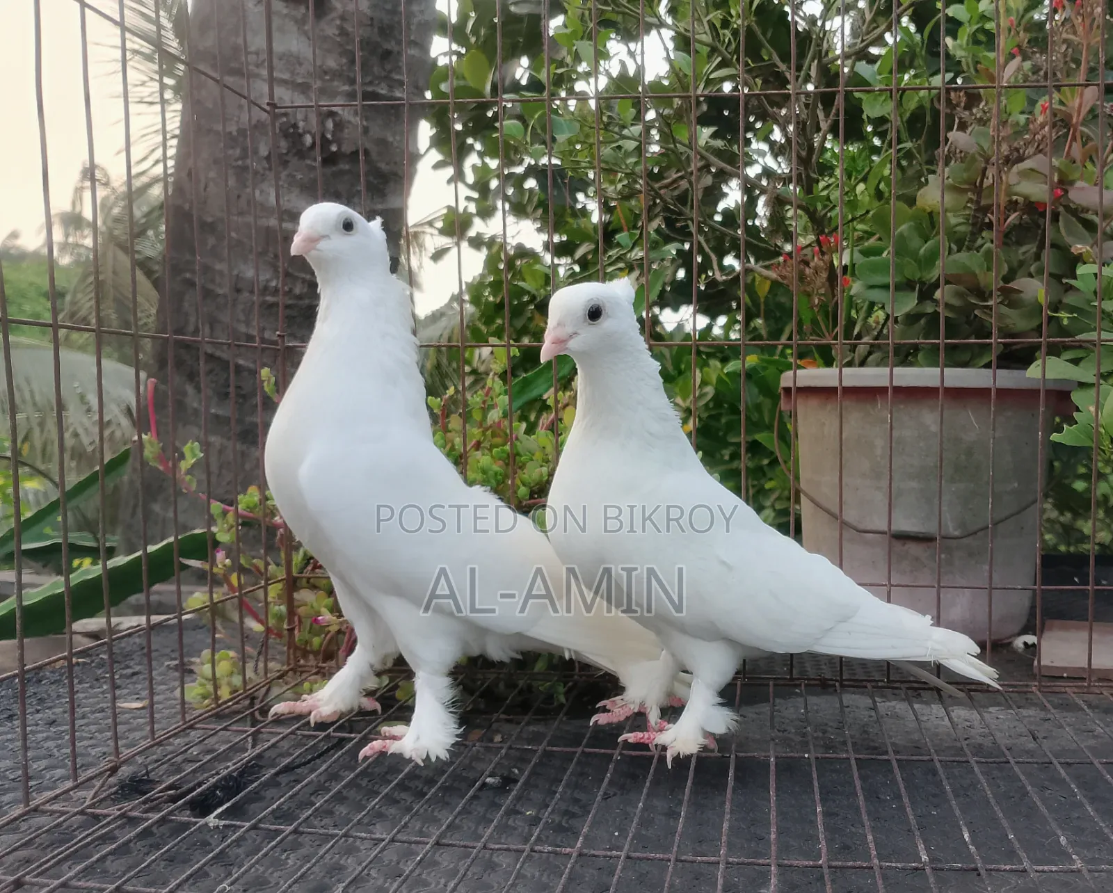 Kakji Pair