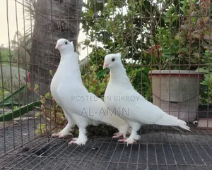 Kakji Pair