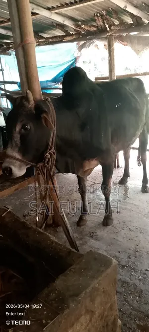 Cattle for Qurbani available for share