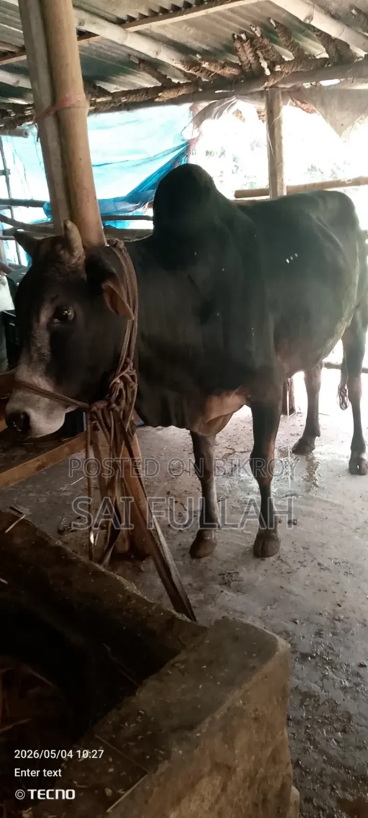 Cattle for Qurbani available for share