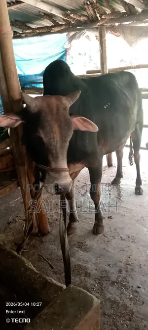 Cattle for Qurbani available for share