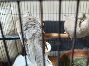 A pair of dove birds for sale